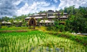 Vì sao gia đình tôi bị phạt khi không trồng lúa?